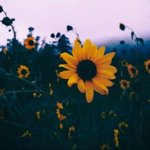 Meet your Posher, Ava